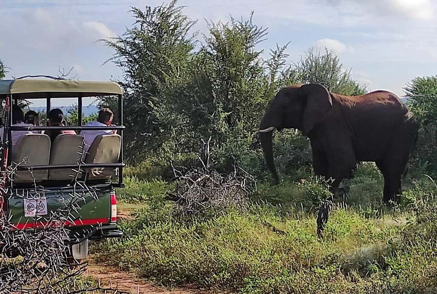Victoria Falls: Vulture Safari and Bush Walk - Is $78 a fair price?