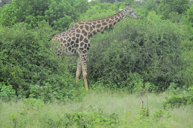 Victoria Falls: Whitewater Rafting + Chobe Safari Combo - Wildlife, with realistic expectations