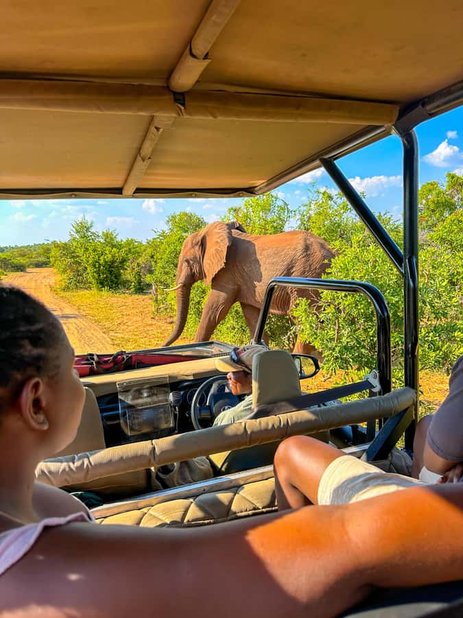 Victoria Falls: Zambezi National Park Game Drive - What the three-hour outing really includes