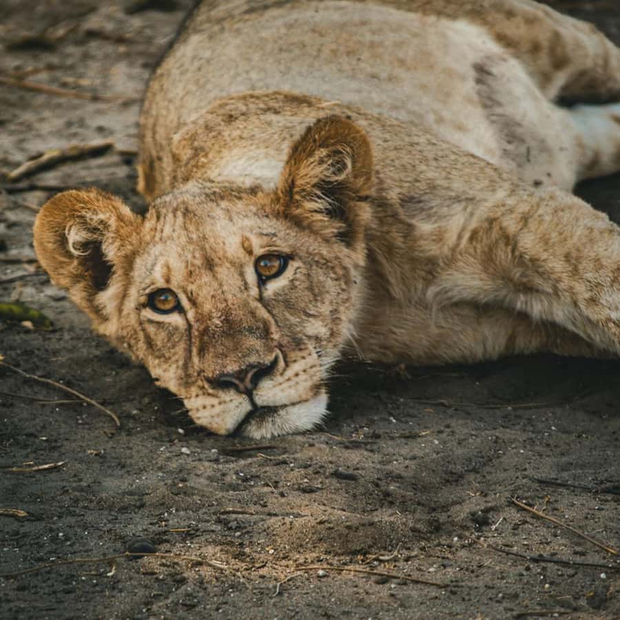 Victoria Falls: Zambezi National Park Game Drive - Inside Zambezi National Park by open vehicle