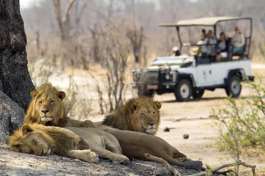 Zambezi 3hr Game Drive - Key points at a glance