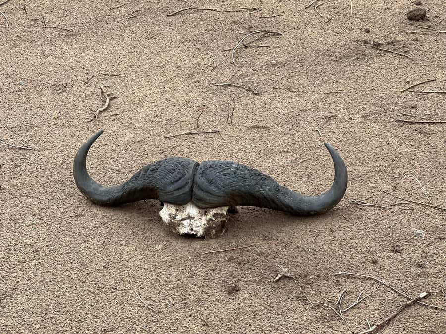 Zambezi 3hr Game Drive - Reading the bush with an experienced guide