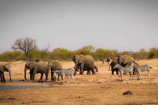 Zambezi National Park AM or PM Game Drive - Is $105 a Fair Price?