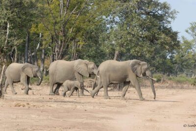 Zambezi National Park Game Drive AM /PM