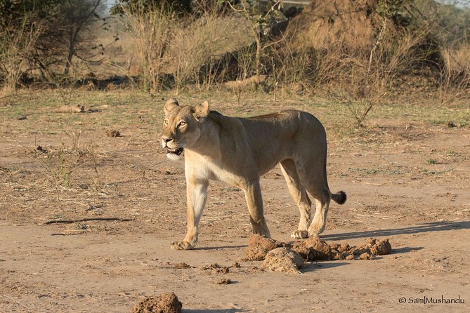 Zambezi National Park Game Drive AM /PM - Should you book the Zambezi National Park game drive?