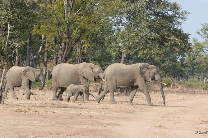 Zambezi National Park Game Drive AM /PM - Morning drive or afternoon safari?