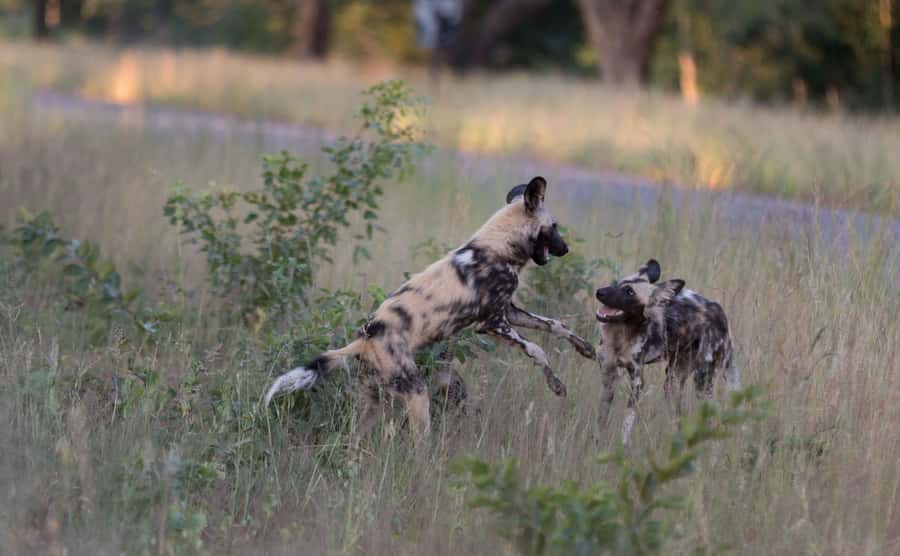 Zambezi National Park Game Drive in a Small Group - Why this short safari works so well