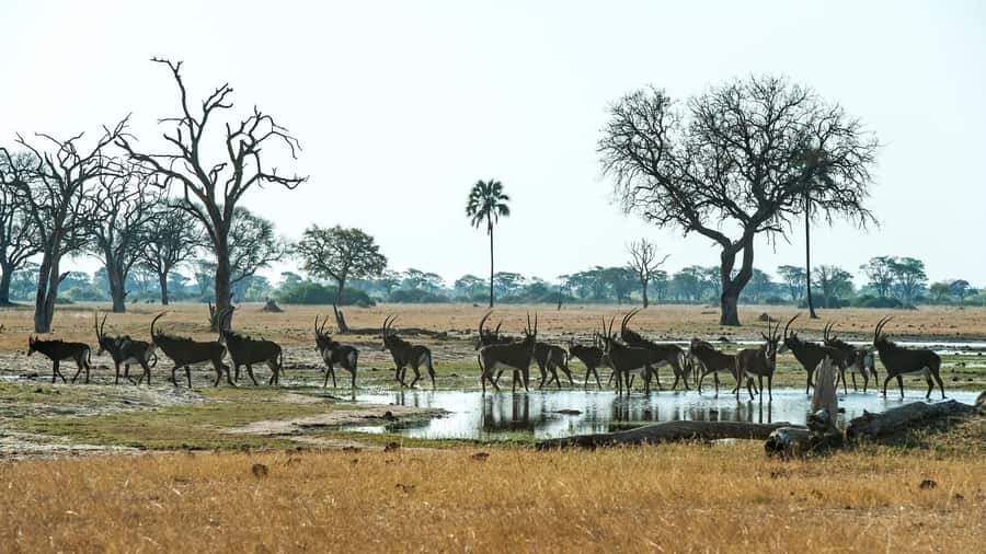 Zambezi National Park Game Drive in a Small Group - Pickup from Victoria Falls and the short ride to the park