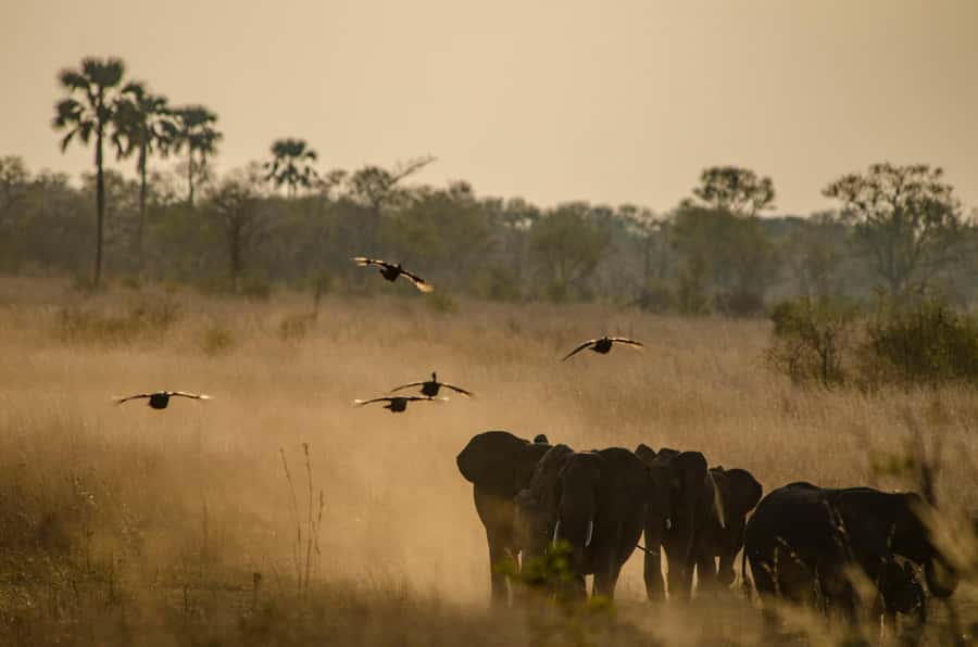 Zambezi National Park Game Drive in a Small Group - Guides make the difference