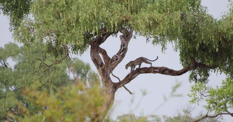 Zambezi National Park Game Drive in a Small Group - Photography, birdwatching, and quiet observation