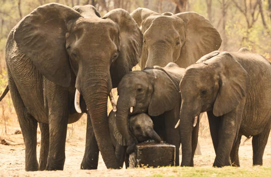 Zambezi National Park Game Drive in a Small Group - What the $100 price really buys you