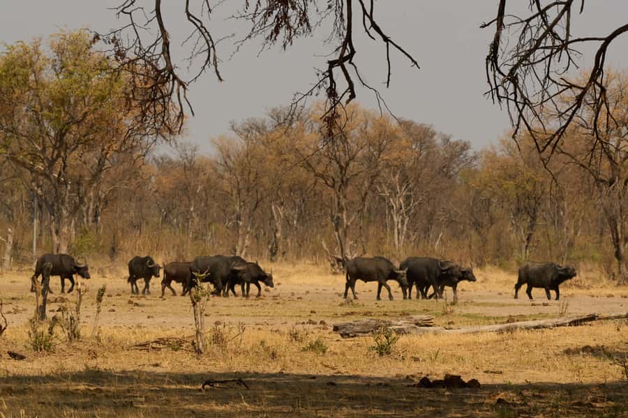 Zambezi National Park Game Drive in a Small Group - Who should book this game drive?