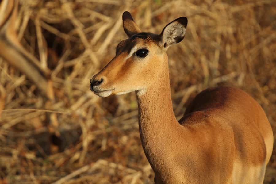 Zambezi National Park Private Wildlife Safari (4 - 10 hours) - Key points at a glance