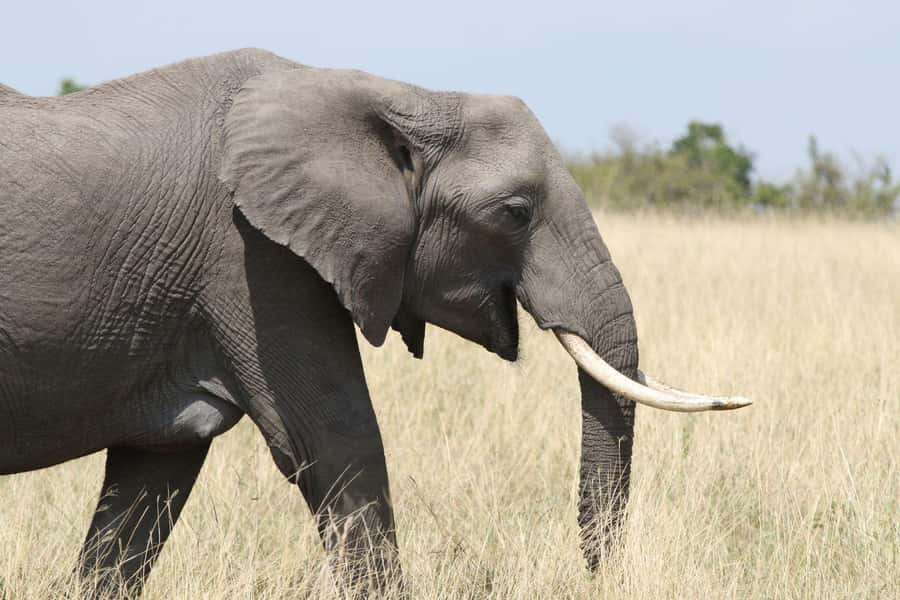 Zambezi National Park Private Wildlife Safari (4 - 10 hours) - A wild park five minutes from Victoria Falls