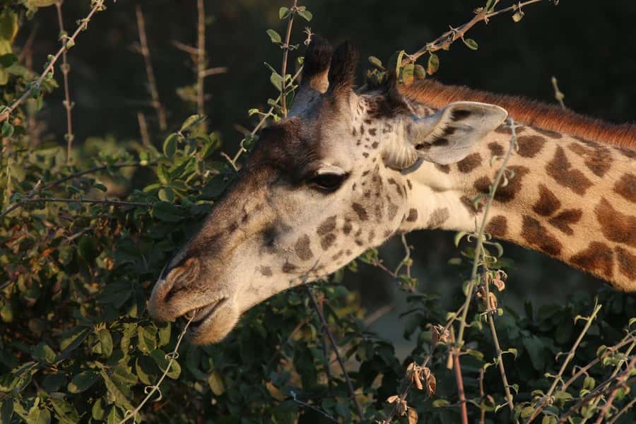 Zambezi National Park Private Wildlife Safari (4 - 10 hours) - Following the Zambezi River