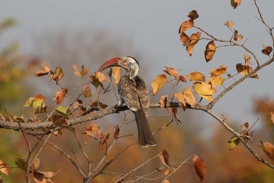 Zambezi National Park Private Wildlife Safari (4 - 10 hours) - Birds deserve more than a passing glance