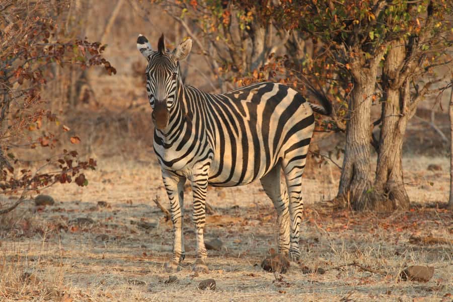 Zambezi National Park Private Wildlife Safari (4 - 10 hours) - Food, comfort, and the rhythm of a long day