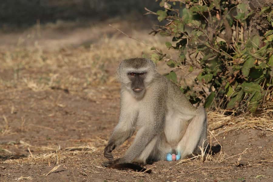 Zambezi National Park Private Wildlife Safari (4 - 10 hours) - Who should book this private safari?