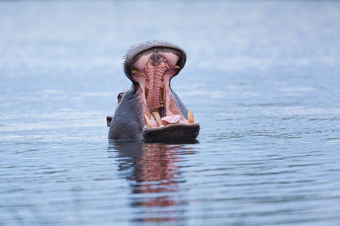 Zambezi Sunset Cruise – Wildlife, Drinks & Breathtaking Views - How the group size affects the mood