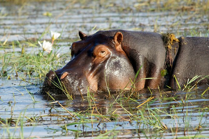 Zambezi Sunset Cruise – Wildlife, Drinks & Breathtaking Views - Is $49 a fair price?